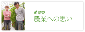 愛菜香