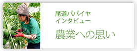 尾道パパイヤ